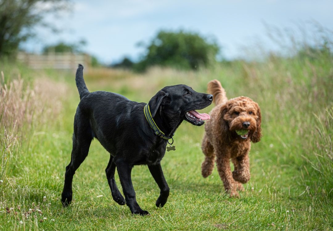 Las mascotas también celebran; esperan una gran fiesta